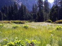 A lush green meadow with a view of granite cliffs in Yosemite Valley